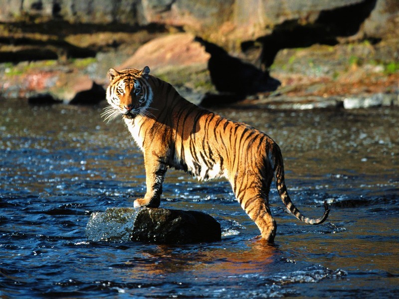 From-Elite-Itinerary-In-India-Is-Sundarbans-National-Park-Which-Is-A-UNESCO-World-Heritage-Site-3