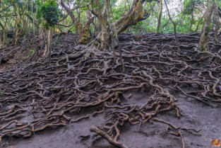 Guna Caves (Devil’s Kitchen) Kodaikanal By Elite Itinerary