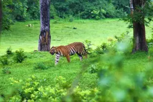 Periyar Wildlife Sanctuary Thekkady By Thekkady