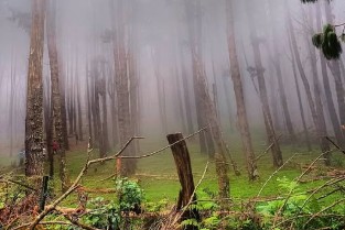 Pine Forest Kodaikanal By Elite Itinerary