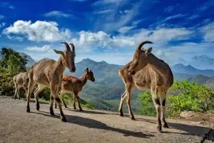 eravikulam national park munnar by elite itinerary